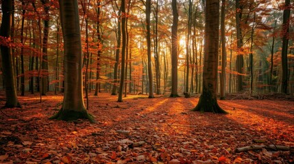 Canvas Print - Sunlight Through Autumn Forest.