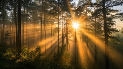 Poster - Sunrise over a misty forest, with sunbeams breaking through trees and casting soft shadows.