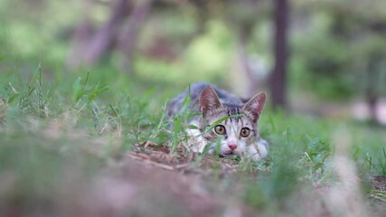 Wall Mural - kitten playing and hunting in the garden