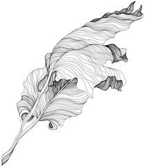 Wall Mural - Black and white thin line monochrome illustration of leaf. Hand-drawn abstract illustration.