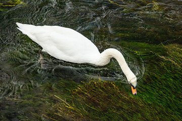 Canvas Print - Swan dabbling amongst the weeds in a chalk stream.