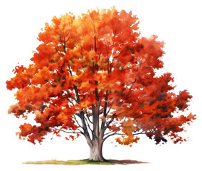 Wall Mural - PNG Tree autumn plant maple.