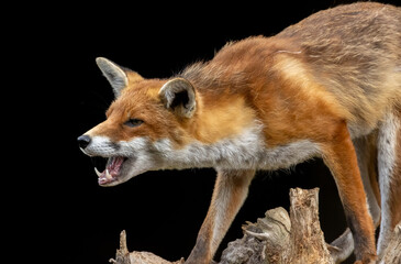 Close up of a beautiful fox eating with black background