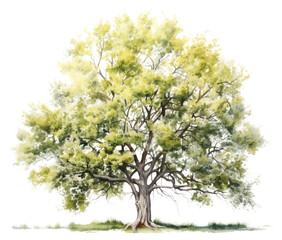 Canvas Print - PNG Plant tree tranquility sunlight.