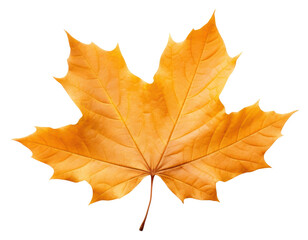 Sticker - PNG Maple plant leaf tree.