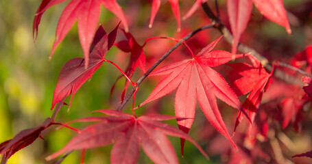 Wall Mural - closeup on beautiful red leaf of a japanese maple tree growing in a park