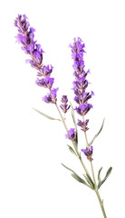 Canvas Print - PNG Lavender flower wildflower blossom.