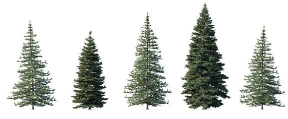 Wall Mural - set of spruce picea abies and pungens colorado blue green fir evergreen pinaceae needled tree isolat