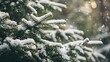 © Yelena - Fir in a winter forest its branches covered image