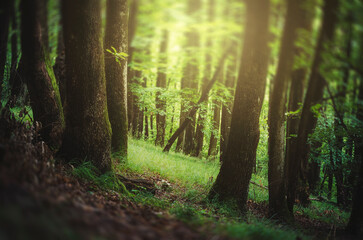 Canvas Print - magical forest with grass and green foliage in sunset light