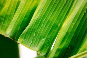 Wall Mural - A leaf with water droplets on it. The leaf is green and has a shiny appearance