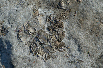 Group of fossilized bivalve mollusks embedded in a stone surface