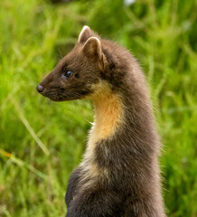 Wall Mural - Close up of pine marten in the forest