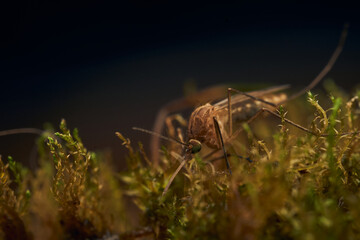 Wall Mural - Details of a mosquito perched on vegetation