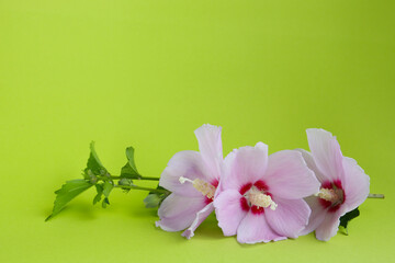 Wall Mural - purple flower of Hibiscus syriacus on a bright green background