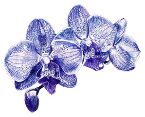 Sticker - PNG Vintage drawing orchid flower sketch plant.