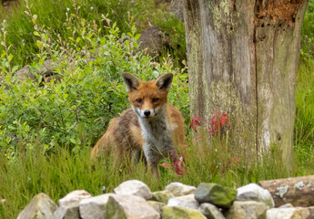 Wall Mural - Beautiful fox in the forest