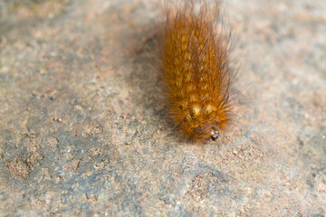 Wall Mural - Orange and brown caterpillar crawling on a rock