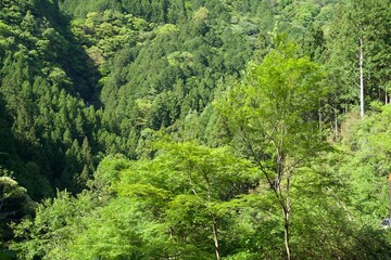 Poster - Fresh Green Mountain Scenery in May in Kochi