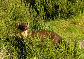 Wall Mural - Close up of pine marten in the forest