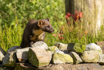 Wall Mural - Close up of pine marten in the forest