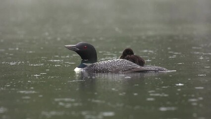 Poster - Common loon with a baby on a rainy day in Maine