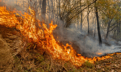 Wall Mural - Most wildfires start small area and burn the dry grass and leaves on ground in tropical forest.