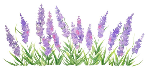 Wall Mural - PNG Lavender blossom flower nature.