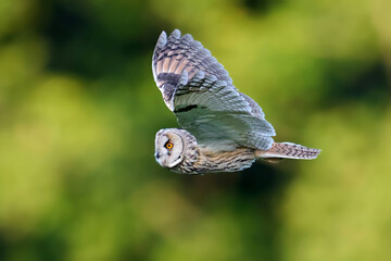 Poster - Long-eared owl (Asio otus)