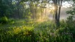 © Everything by Rachan - Enchanting Sunshine Filtered Through Lush Forest Landscape at Scenic Nature Outing