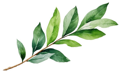 Sticker - PNG Plant herbs leaf freshness.