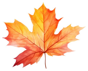 Wall Mural - PNG Autumn Leave autumn leaves maple.