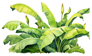 Sticker - PNG Banana plant green leaf.