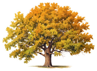 Sticker - PNG Oak tree autumn plant maple.