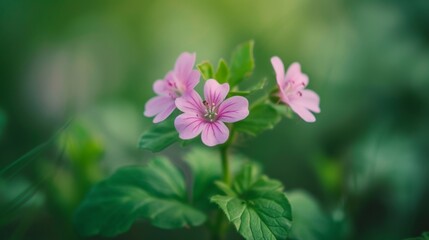 Sticker - Delicate wild field flower, showcasing its vibrant colors and intricate details against a soft, blurred background of green foliage