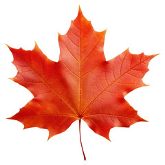 Sticker - PNG Vibrant autumn maple leaf photo