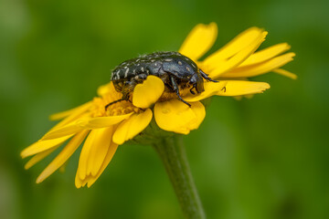 Wall Mural - White spotted rose beetle - Oxythyrea funesta, beautiful black and white scarab beetle from European meadows and gardens, Zlin, Czech Republic.