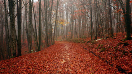 Wall Mural - Beautiful foggy autumn season forest road with red leaves.