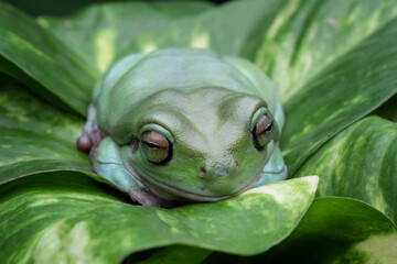 Wall Mural - Australian green tree frog, dumpy frog on a leaves