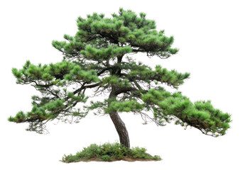 Sticker - PNG Pine tree plant white background tranquility.