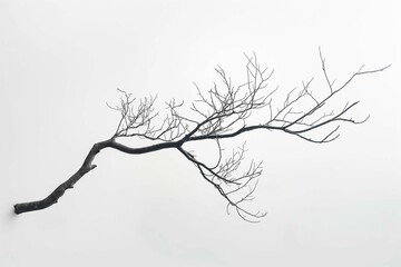 single elegant tree branch on a plain white background