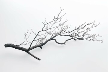 single elegant tree branch on a plain white background