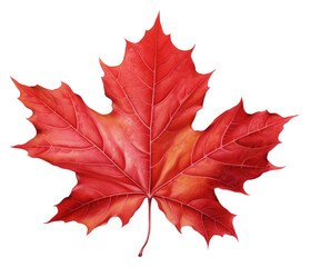 Wall Mural - PNG Maple leaf plant tree white background.