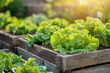 © Creative Sky - A close-up image of a wooden crate filled with fresh green Lettuce leaves