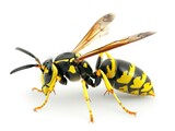 wasp on white background