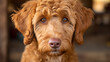 © AaliAmin - A cute goldendoodle puppy with big brown eyes is looking at the camera with a curious expression on its face.