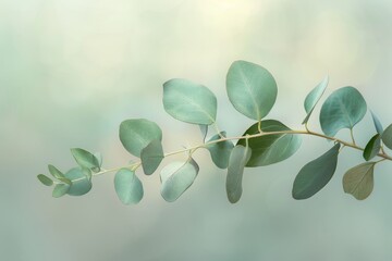 Poster - A single eucalyptus branch with green leaves against a blurred pastel gray backdrop. The image is a macro shot with a shallow depth of field