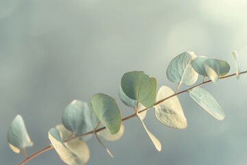 Poster - A single eucalyptus branch with delicate green leaves against a soft, blurred pastel gray background