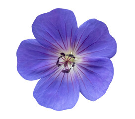 Blue Geranium wallichianum ‘Havana Blues’, flower blossom, isolated image on transparent background