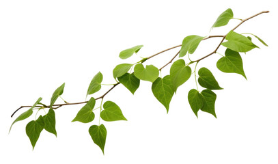 Poster - PNG A Vine plant green leaf vine.